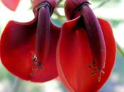 Galería fotos: Erythrina crista-galli…ceibo, flor nacional argentina