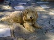 Sigue esperando: perrita para adoptar lani.