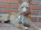 Perrita desaparecida (Madrid)