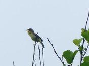 Zarcero, especie fronteriza