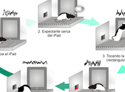Científicos consiguen ratón active pantalla mediante patrón cerebral cognitivo