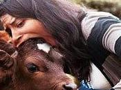 Justicia bovina: Vacas enfurecidas arrollan matan millonario británico