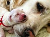 ¿Por perros quieren tanto dueños?