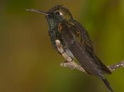 Zunzún (Cuban Emerald) Chlorostilbon ricordii (Gervais, 1835)