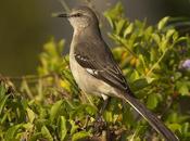 Sinsonte Común (Northern Mockingbird) Mimus polyglottos (Linnaeus, 1758)