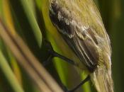Doradito copetón (Crested Doradito) Pseudocolopteryx sclateri