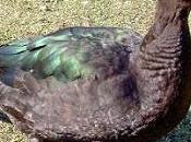 Pato criollo.