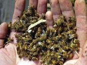 Experimentos confirman insecticidas nocivos para abejas.