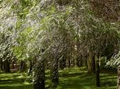 Venerdí Photosatriani