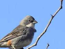 Diuca (Diuca diuca)