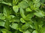 producto Herbolario: Menta