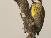 Carpintero Verde (Cuban Green Woodpecker) Xiphidiopicus percussus (Temminck, 1826)