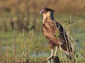 Rapaces invierno