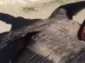Condor abraza granjero argentino rescató