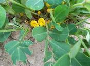 Cacahuete propiedades medicinales