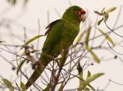 Calancate Cara Roja (Mitred Parakeet) Psittacara mitratus Tschudi, 1844