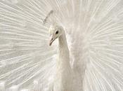 Realmente.. ¿existe color blanco?