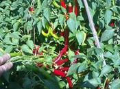 Guindilla caracteristicas