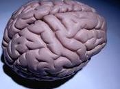 capacidad mental adolescentes aumenta mientras cerebro encoge