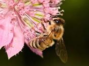 sólo miel abeja
