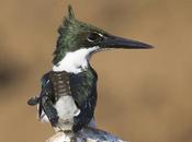 Martín pescador mediano (Amazon Kingfisher) Chloroceryle amazona