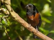 Curió (Lesser seed-Finch) Oryzoborus angolensis