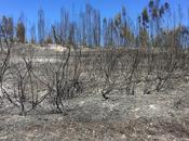 PORTUGAL ARDEAl norte Tajo, yendo Portalegre Coi...