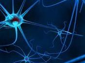 Neurociencia: salud cerebro
