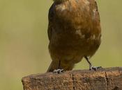 Birro común (Cliff Flycatcher) Hirundinea ferruginea