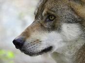 Lobos