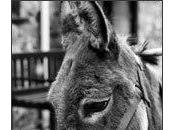 Murió hombre querer alargarse pene