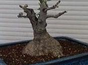 Acebuche