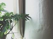 Monstera, como planta compañía...
