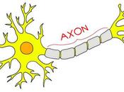 Consiguen Regenerar Axones usando Cóctel Molecular