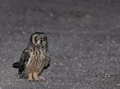 Lechuzón campo (Asio flammeus)