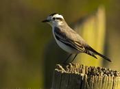 Monjita coronada Black-crowned Monjita) Xolmis coronatus