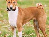 Basenji, conocido como Perro ladra!