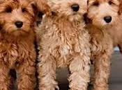 Razas Perros... Labradoodle (Labrador Poodle)