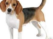 Razas Perros... Beagle.