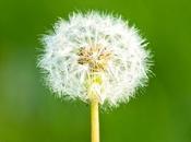 Beneficios diente león