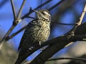 Carpintera picoteando