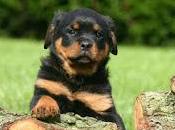 fabula cachorro