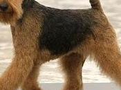 Airedale Terrier