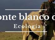 Rinoceronte blanco norte