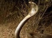 significa soñar cobra.
