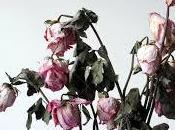 Soñar marchitarse plantas, flores, etc.