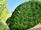 simboliza soñar nopal.
