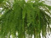 Planta Calaguala