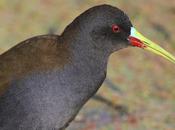 Retratos gallinetas