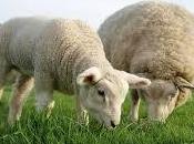 ¿Qué significado tiene soñar borregos?